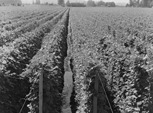 Yard Prints: Possibly: Hop yard on ranch of M