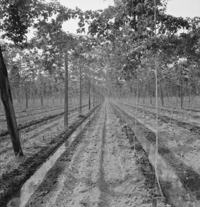 Irrigation Prints: Possibly: Hop yard, shows poles