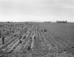 Machine Prints: Possibly: Large scale agriculture