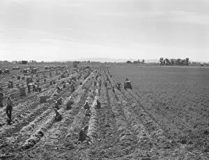 Possibly: Large scale agriculture, near Meloland, Imperial Valley, 1939. Creator: Dorothea Lange
