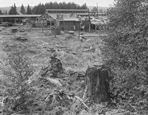 Possibly: Mumby Lumber Mill, closed in 1938... Malone, Grays Harbor County, Washington, 1939. Creator: Dorothea Lange