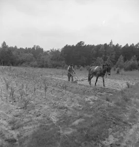 Mules Collection: Possibly: Negro plowing corn, off Highway 144, Person County, North Carolina, 1939