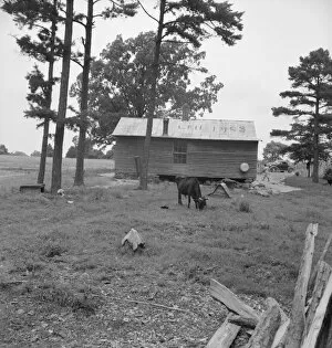 Possibly: Negro sharecropper house seen from rear, Person County, North Carolina, 1939. Creator: Dorothea Lange