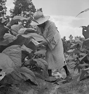 Racism Collection: Possibly: Negro tenants topping and suckering tobacco plants, Granville County, North Carolina