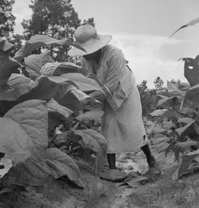 Tobacco Leaf Prints: Possibly: Negro tenants topping and suckering tobacco plants
