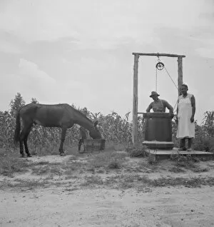 Mules Collection: Possibly: Noontime chores, Granville County, North Carolina, 1939. Creator: Dorothea Lange