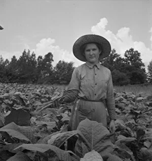 Straw Hat Collection: Possibly: Owners daughter topping tobacco, Granville County, North Carolina, 1939