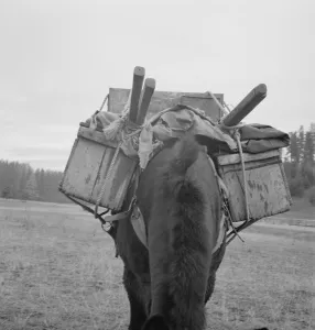 Possibly: Pack animal coming down from summer sheep camp, Adams County, Idaho, 1939. Creator: Dorothea Lange Possibly: Pack animal coming down from summer sheep camp, Adams County, Idaho, 1939. Creator: Dorothea Lange