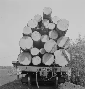 Timber Gallery: Possibly: Pelican Bay Lumber Company, near Klamath Falls, Klamath County, Oregon, 1939