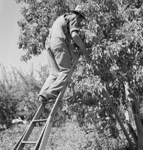 Possibly: Picking pears, Pleasant Hill Orchard, Yakima Valley, Washington, 1939. Creator: Dorothea Lange Possibly: Picking pears, Pleasant Hill Orchard, Yakima Valley, Washington, 1939. Creator: Dorothea Lange