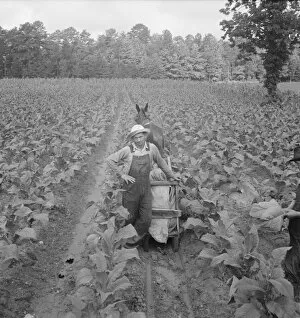 Mules Collection: Possibly: Putting in tobacco, Shoofly, North Carolina, 1939. Creator: Dorothea Lange