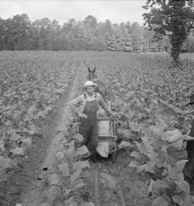 Mules Collection: Possibly: Putting in tobacco, Shoofly, North Carolina, 1939. Creator: Dorothea Lange