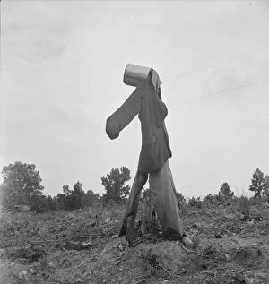 Sharecropper Gallery: Possibly: Scarecrow on a newly cleared field with stumps near Roxboro, North Carolina, 1939