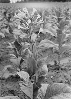Tobacco Collection: Possibly: Single tobacco flower, Soofly, Granville County, North Carolina, 1939