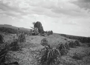 Sweet Corn Prints: Possibly the southwest USA, between 1904 and 1938? Creator: Arnold Genthe