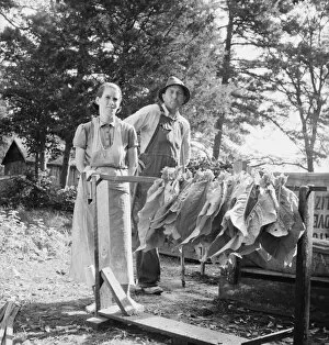 Possibly: Stringing tobacco, Granville County, North Carolina, 1939. Creator: Dorothea Lange