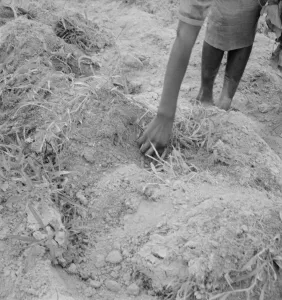 Child Labour Gallery: Possibly: Thirteen year old daughter of Negro sharecropper... Olive Hill, North Carolina, 1939
