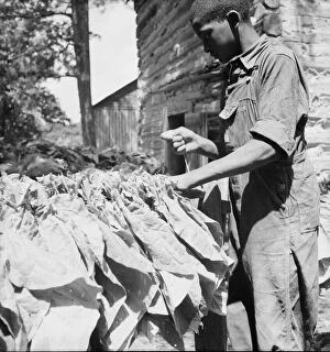 Possibly: Tobacco strung on sticks, Granville County, North Carolina, 1939. Creator: Dorothea Lange