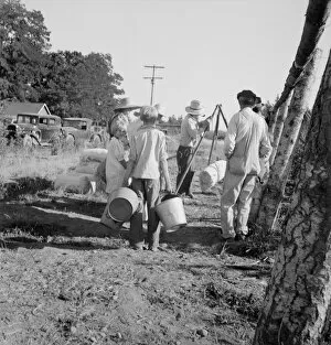 Possibly: Weighing beans at scales on edge of field, near West Stayton, Marion County, Oregon, 1939