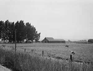 Possibly: West of Toppenish, Yakima Valley, Washington, 1939. Creator: Dorothea Lange