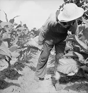 Possibly: White sharecropper, Mr. Taylor, Granville County, North Carolina, 1939. Creator: Dorothea Lange