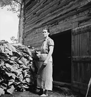 Possibly: Wives of tobacco tenants pile the tobacco... Granville County, North Carolina, 1939. Creator: Dorothea Lange