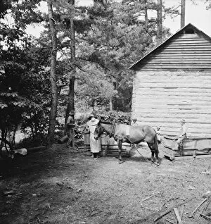 Mules Collection: Possibly: Young son of tenant farmer gathering sticks... Granville County, North Carolina, 1939