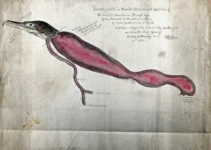 Dissected Prints: Post mortem of a trained cormorant named Hobblegobble': partial dissection showing the head