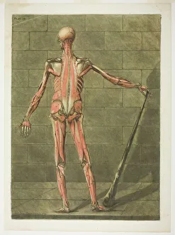 Muscular Prints: Posterior View of Muscle Man, plate nine from Complete Anatomy Course