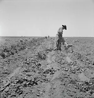 Sacks Prints: Potato field and pickers near Shafter, California, 1937. Creator: Dorothea Lange