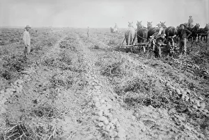 Potatoes Prints: Potato raising in Colo. between c1915 and c1920. Creator: Bain News Service