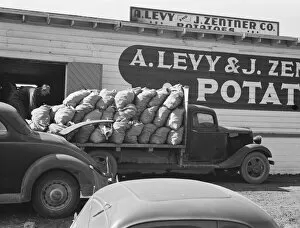 Trucks Collection: The potato shed during busy season, Tulelake, Siskiyou County, California, 1939