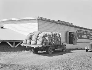 Potato shed during season, across the road from the... Tulelake, Siskiyou County, California, 1939