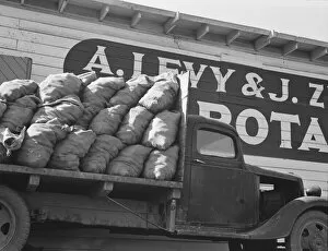Trucks Collection: Potato shed during season, across the road... Tulelake, Siskiyou County, California