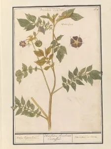Potatoes Prints: Potato (Solanum Tuberosum), 1596-1610. Creators: Anselmus de Boodt, Elias Verhulst