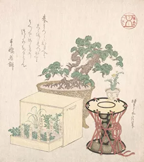 Herb Gallery: Potted Pine Tree, Drum and Seven Herbs Planted in a Box, 18th-19th century
