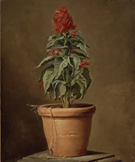 A Potted Plant, mid-late 18th century. Creator: Henri Horace Roland de la Porte