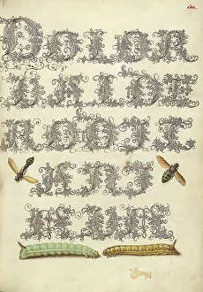 Wasp Prints: Potter Wasp, Hover Fly, and Caterpillars
