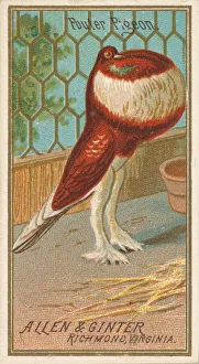 Caged Prints: Pouter Pigeon, from the Birds of America series (N4) for Allen &amp