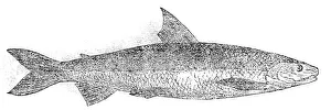 Freshwater Fish Prints: The Powan, 1862. Creator: Unknown
