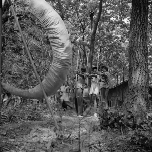 Bow And Arrow Collection: Practicing on the archery range at Camp Fern Rock, Bear Mountain, New York
