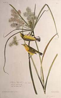 Images Dated 9th April 2019: The prairie warbler. From The Birds of America, 1827-1838. Creator: Audubon