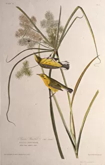 Audubon Gallery: The prairie warbler. From The Birds of America, 1827-1838. Creator: Audubon
