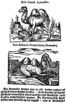Pliny The Elder Prints: Pre-binomial classification of species, 1644