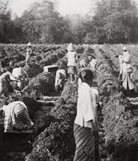 Sugar Plantation Collection: Preparing irrigation channels at a sugar plantation, Java, Dutch East Indies, 1927