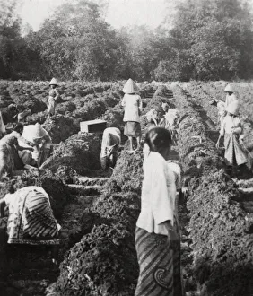 Sugar Plantation Prints: Preparing irrigation channels at a sugar plantation, Java, Dutch East Indies, 1927