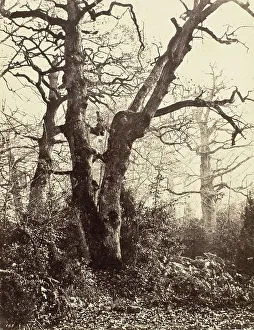 Cuvelier Eugene Prints: Près le Bodmer (Close to the Bodmer Oak), c.1858. Creator: Eugène Cuvelier