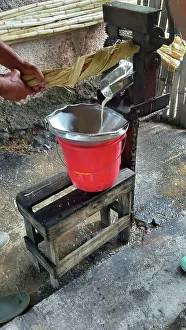 Sugarcane Prints: Pressing sugar cane to obtain juice demonstration in the woods of the outskirts of Trinidad