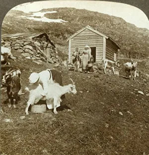 Tending Prints: Pretty Norwegian girls tending cows and goats on the Haukeli Mts, Norway, c1905