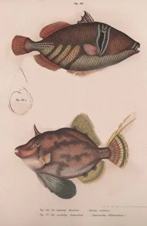 Animals & Pets Collection: Prickly Hornfish (Batistes aculeatus), Monacanthus bifilamentosus, c.1850s